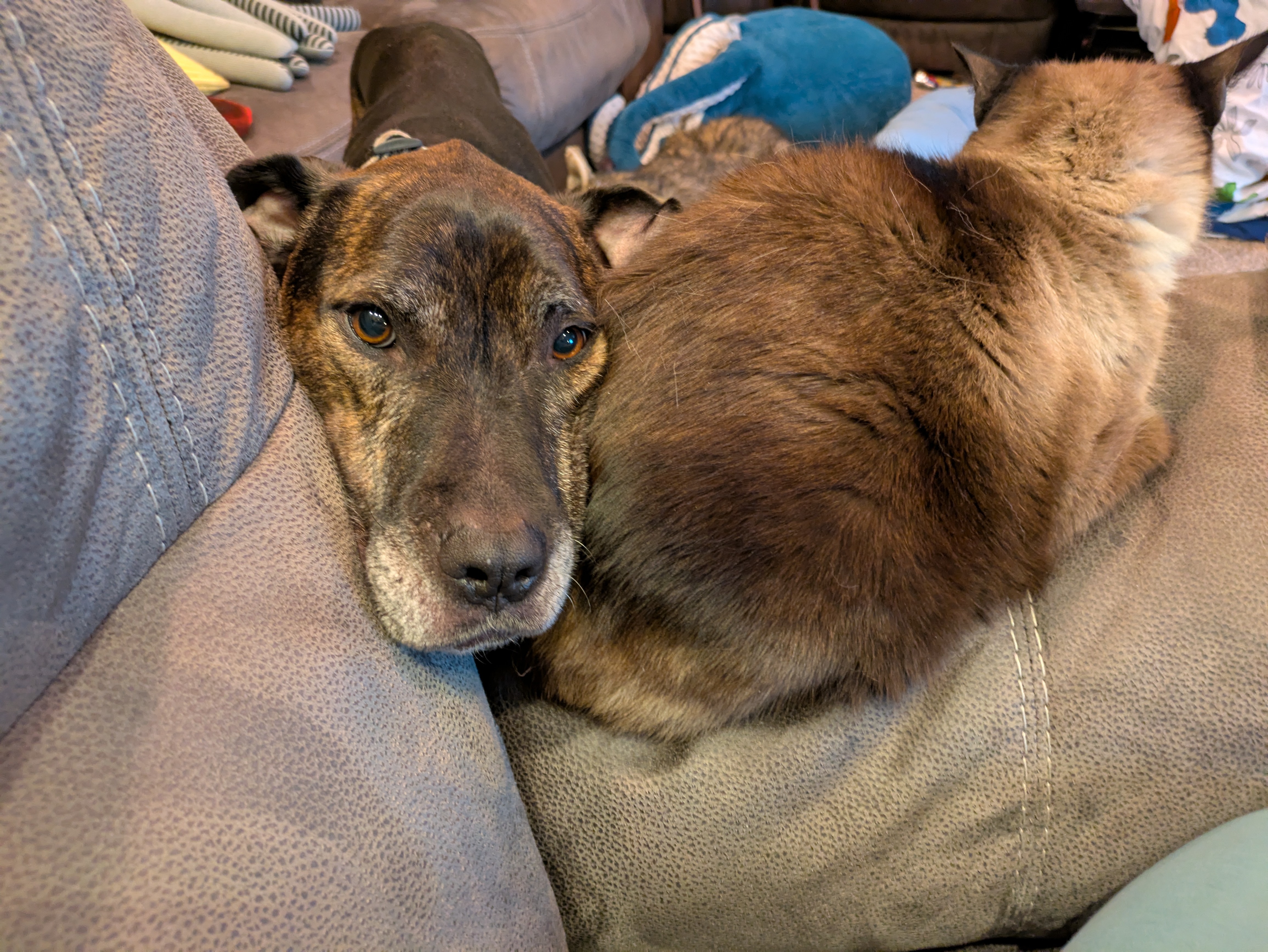 Dog not respecting a cat's personal space