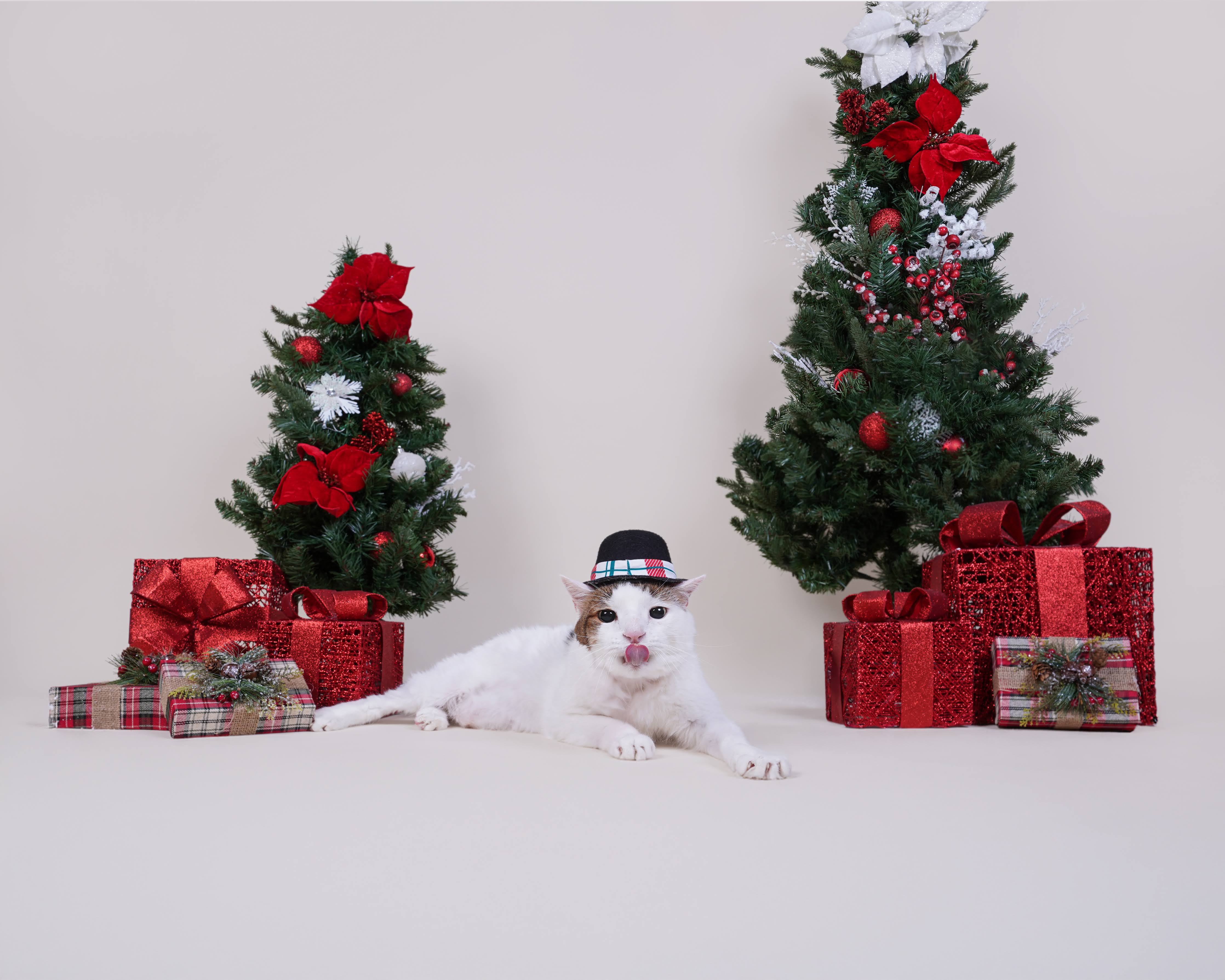 Big headed cat wearing hat between two green objects and other festive items.