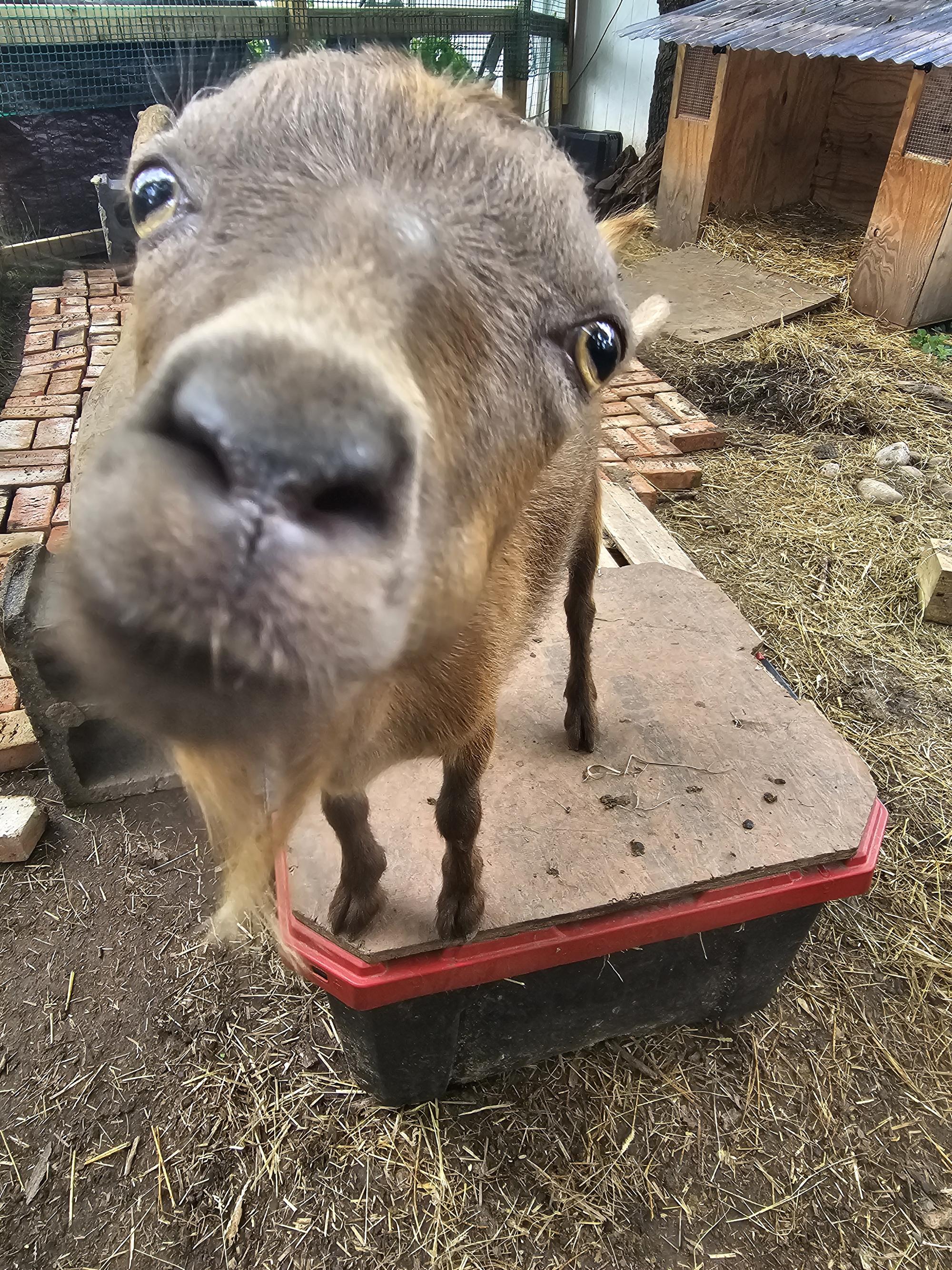 A close up of an adorable brown goat. 