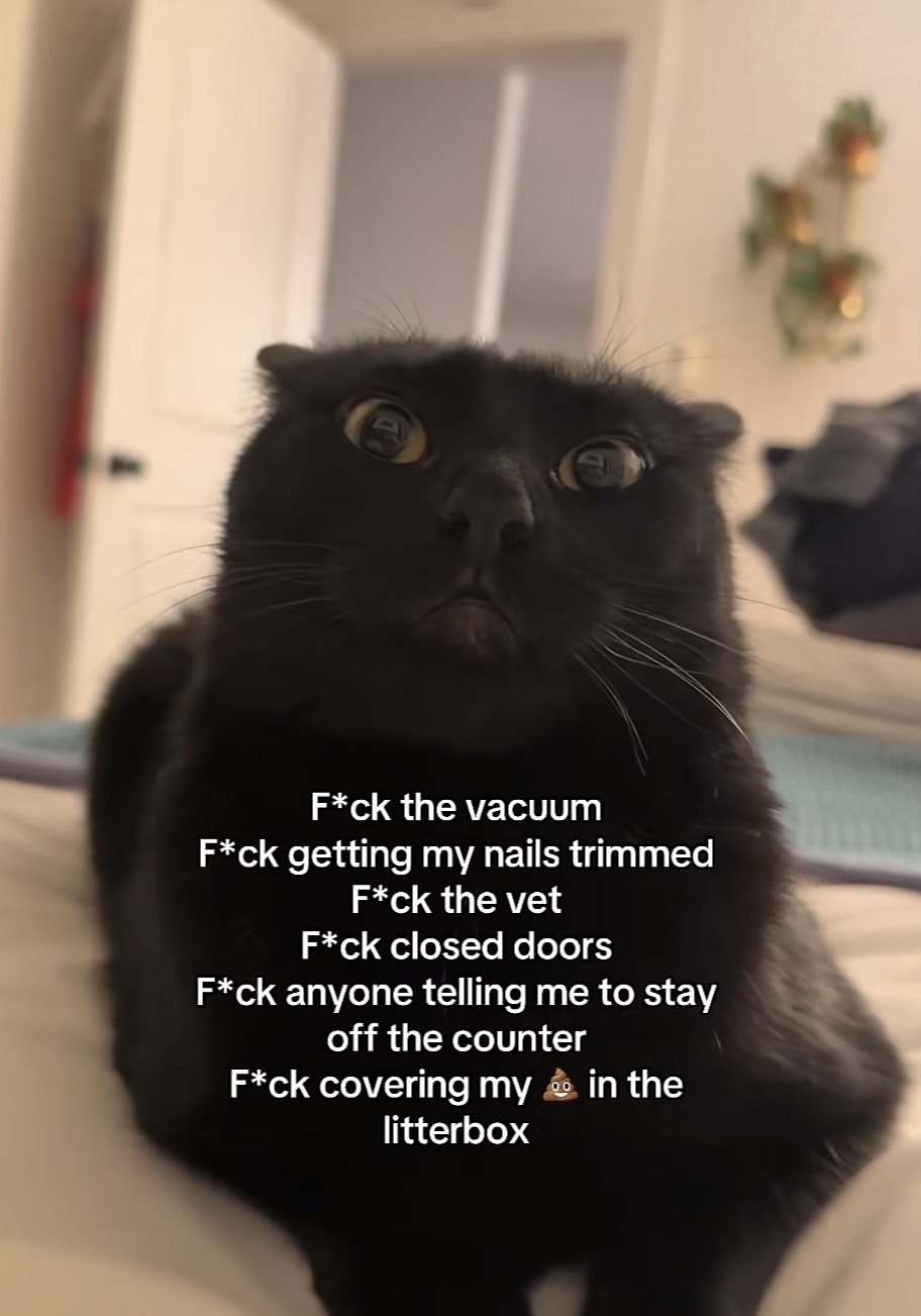 Photo of a black cat with the caption “F*ck the vacuum
F*ck getting my nails trimmed
F*ck the vet
F*ck closed doors
F*ck anyone telling me to stay off the counter
F*ck covering my [poop emoji] in the
litterbox”