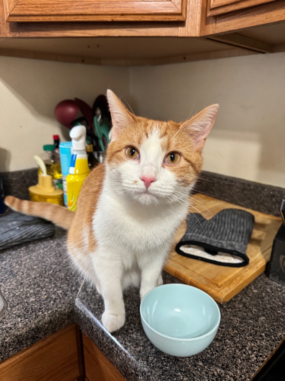 An orange and white cat sits on a kitchen counter, looking expectantly at the camera with an empty bowl in front of her?