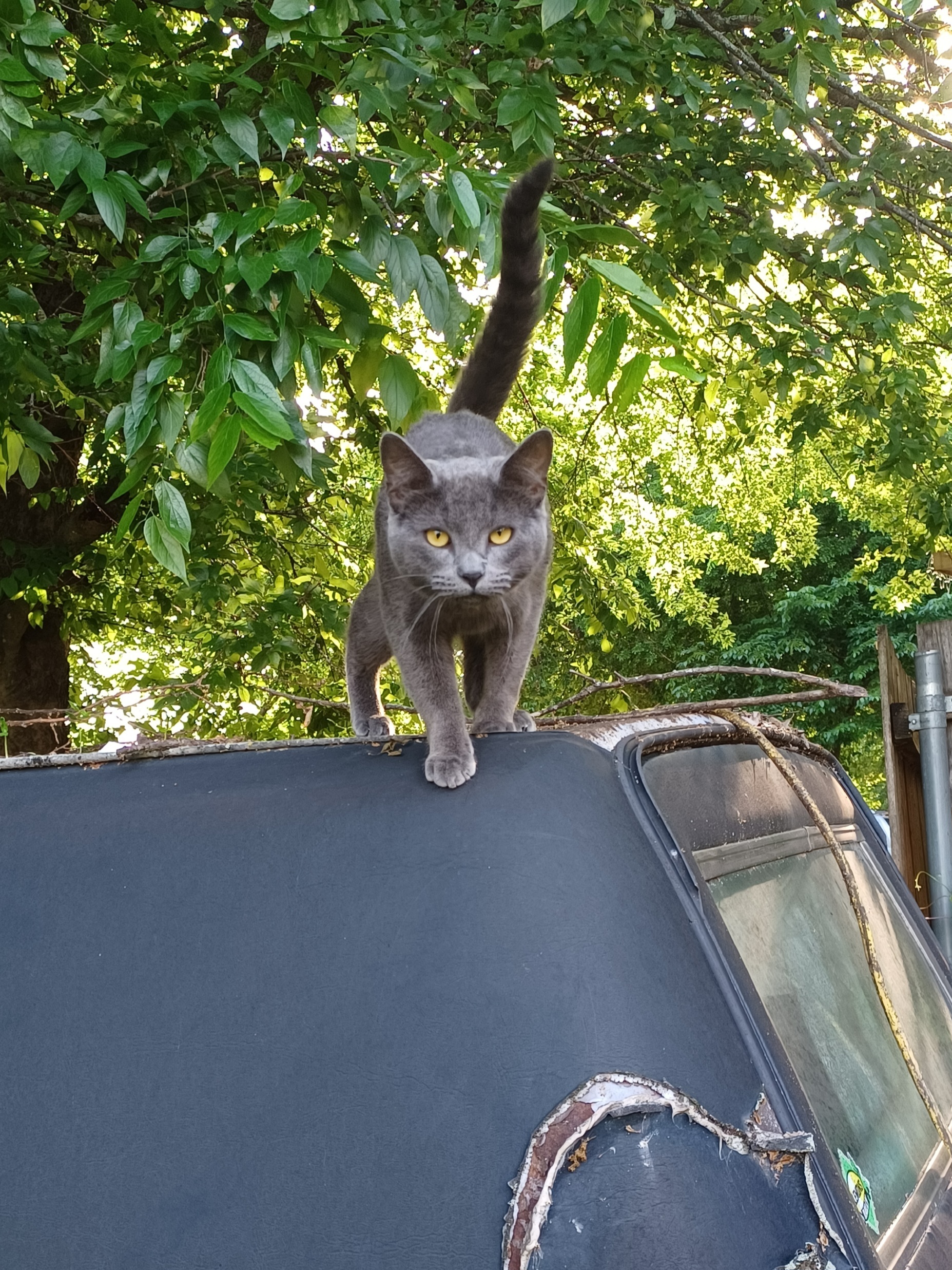a cat standing on the roof of a hearse