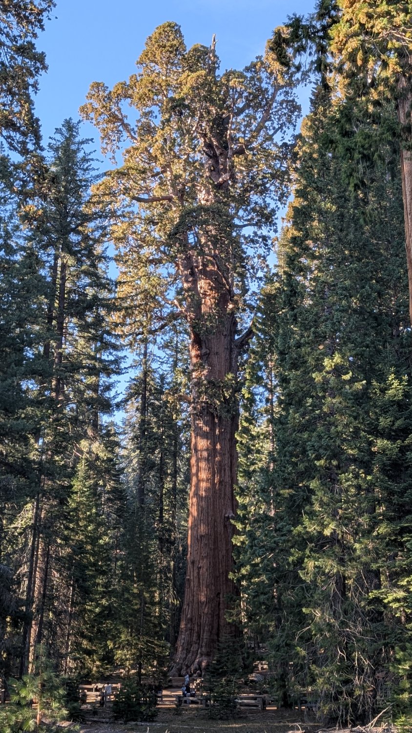 A giant sequoia tree dappled in late afternoon sunlight, surrounded by other pine and sequoia trees. A handful of people are visible next to a fence at the base of the tree, they look tiny dwarfed by the 50x height of the giant sequoia.
