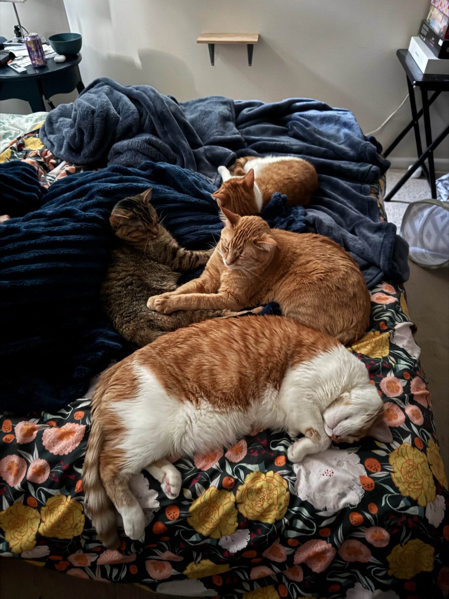 4 cats of various coats and sizes lie on top of a bed, surrounding the lower half of a sleeping figure under the covers. 