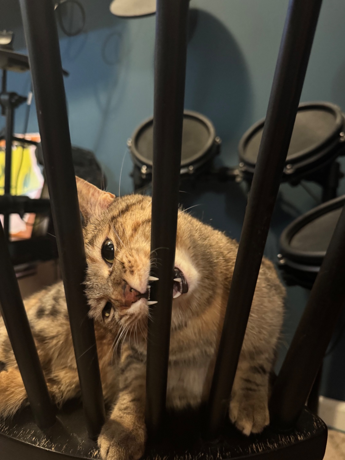 A fluffy torty tries to gnaw on the wooden spokes of a chairback but she small and the spoke is big. 