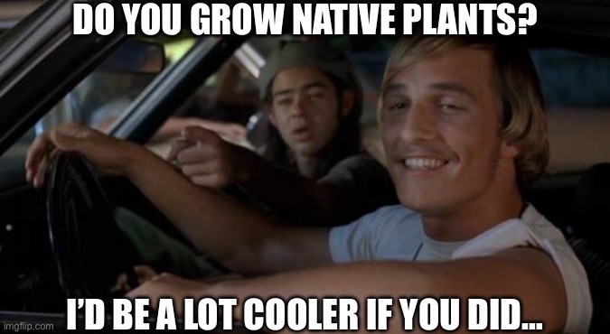 Alt text: A meme featuring Matthew McConaughey from "Dazed and Confused," with text that reads: "Do you grow native plants? I'd be a lot cooler if you did..."
