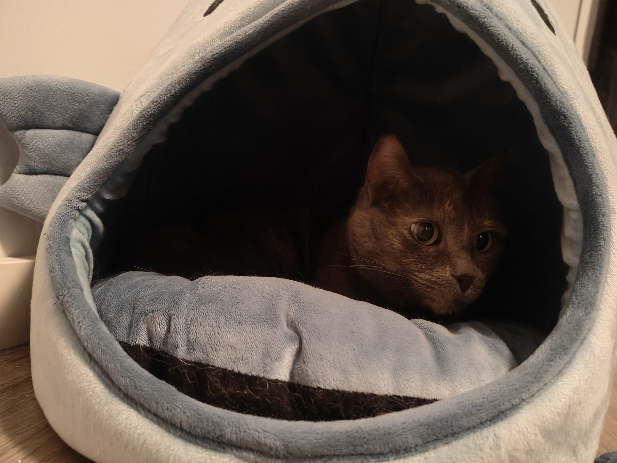 Missy actually using something I bought for her