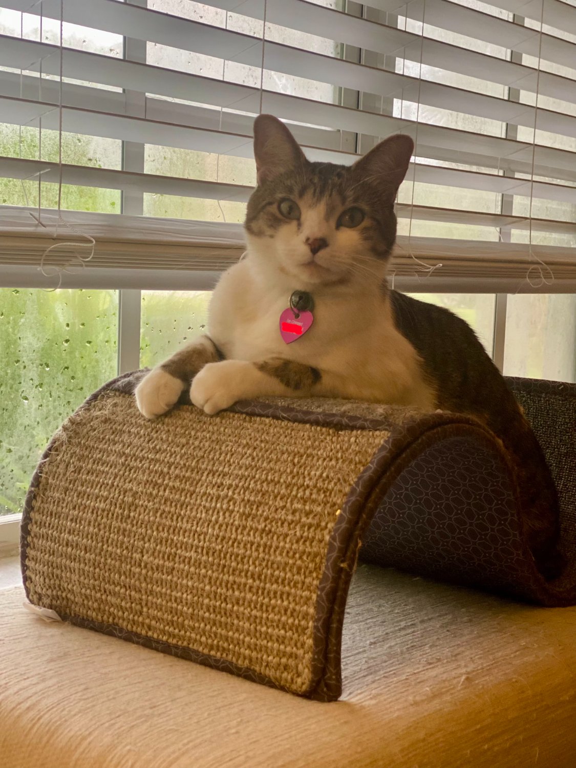 A grey and white bicolor cat sitting on a arched shaped scratching thingy in front of a window