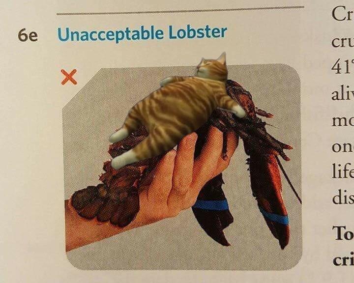 Picture out of a textbook labeled unacceptable lobster. The picture is of a hand holding a lobster with a cat in a food coma on top of the lobster