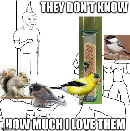 watching birds at the bird feeder, they don't know how much I love them