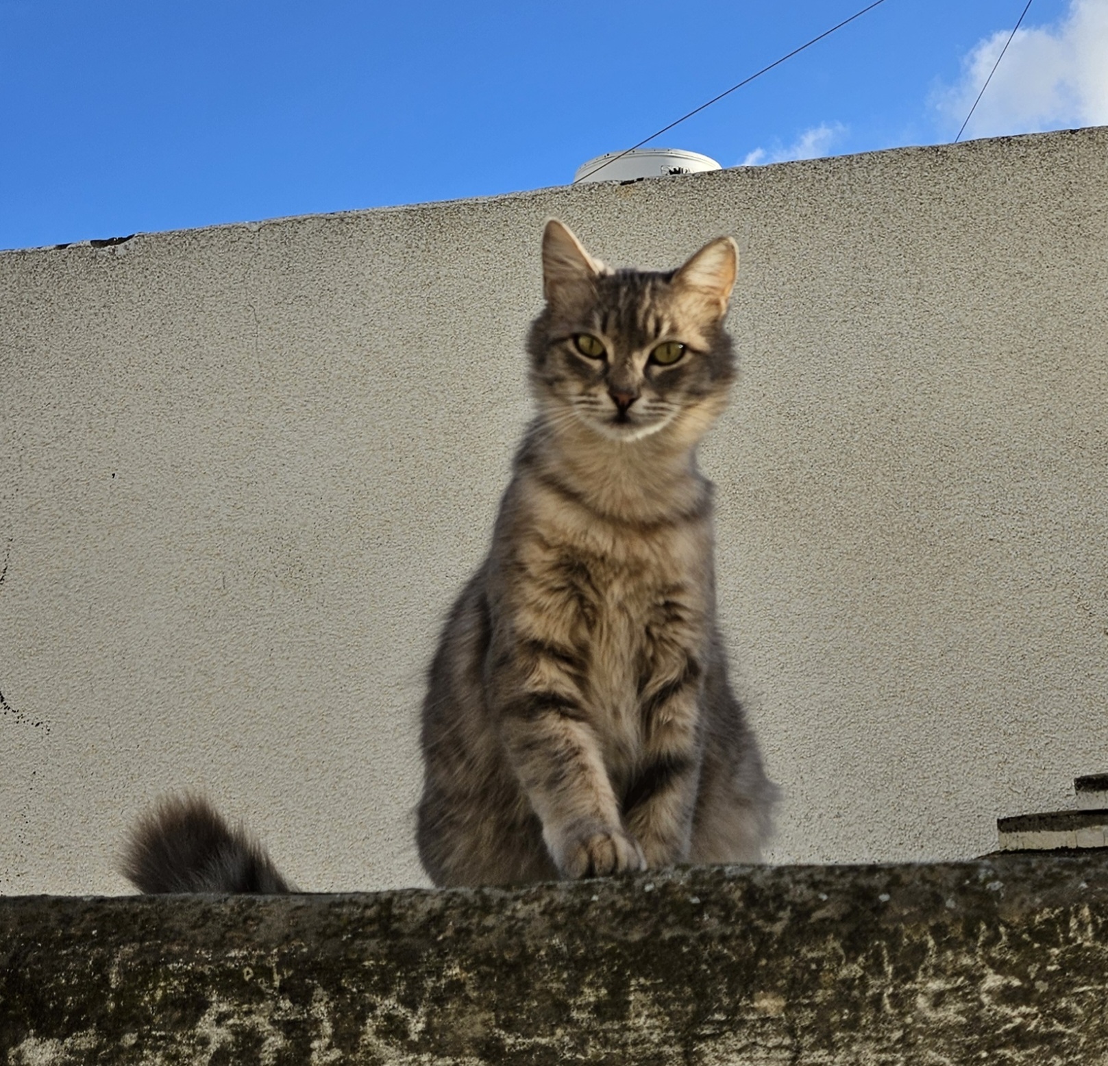 Cat on a roof