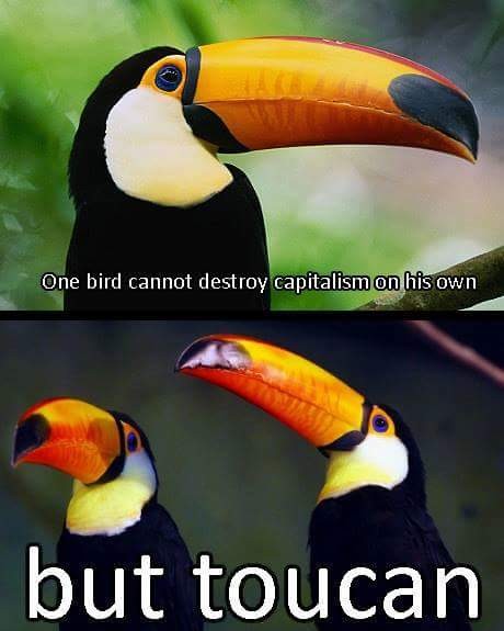 Alt text: Two-panel meme featuring toucans with the text, "One bird cannot destroy capitalism on his own, but toucan."